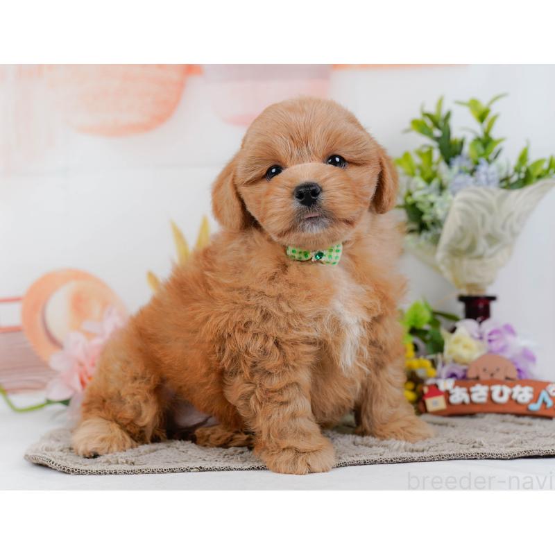 販売中の神奈川県のミックス犬-454281の13枚目