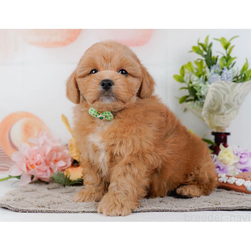 販売中の神奈川県のミックス犬-454281の12枚目