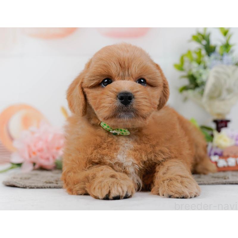 販売中の神奈川県のミックス犬-454281の11枚目