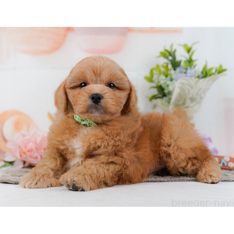 販売中の神奈川県のミックス犬-454281の10枚目