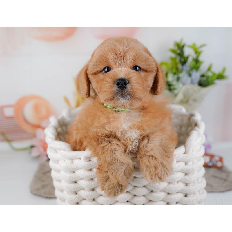 販売中の神奈川県のミックス犬-454281の9枚目