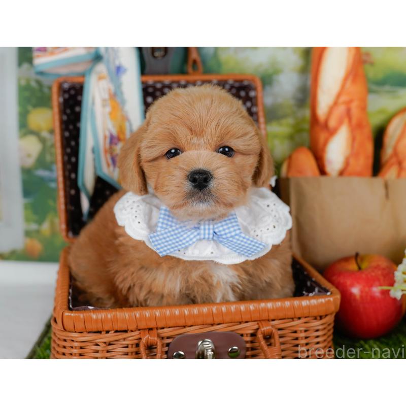 販売中の神奈川県のミックス犬-454281の7枚目