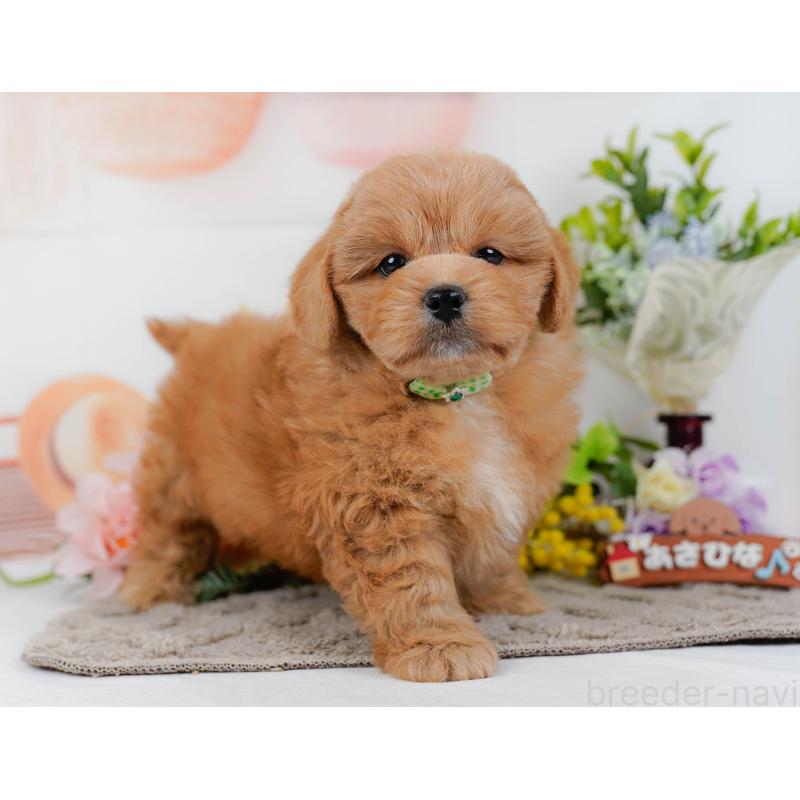 販売中の神奈川県のミックス犬-454281の6枚目