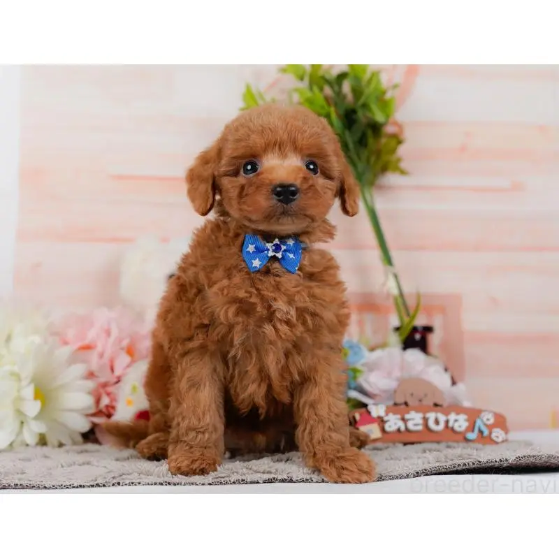 販売中の神奈川県のトイプードル-454264の13枚目