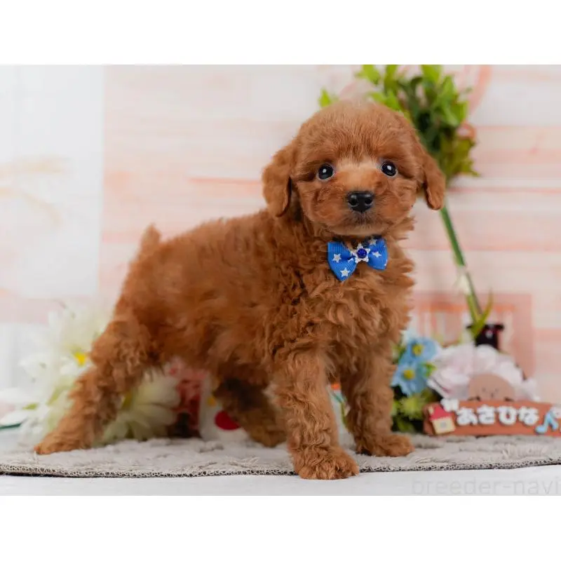 販売中の神奈川県のトイプードル-454264の12枚目