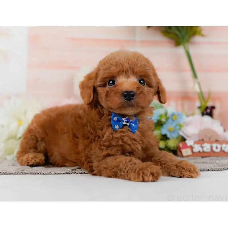 販売中の神奈川県のトイプードル-454264の11枚目