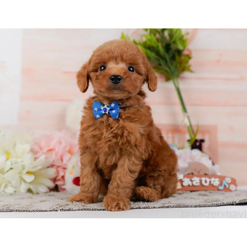 販売中の神奈川県のトイプードル-454264の10枚目