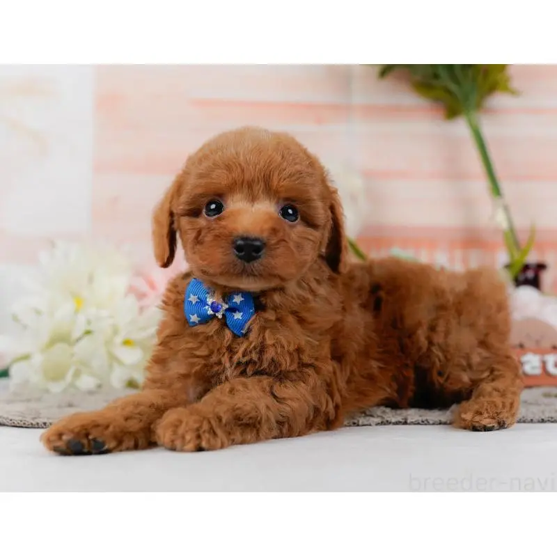 販売中の神奈川県のトイプードル-454264の9枚目