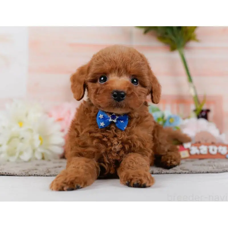 販売中の神奈川県のトイプードル-454264の8枚目