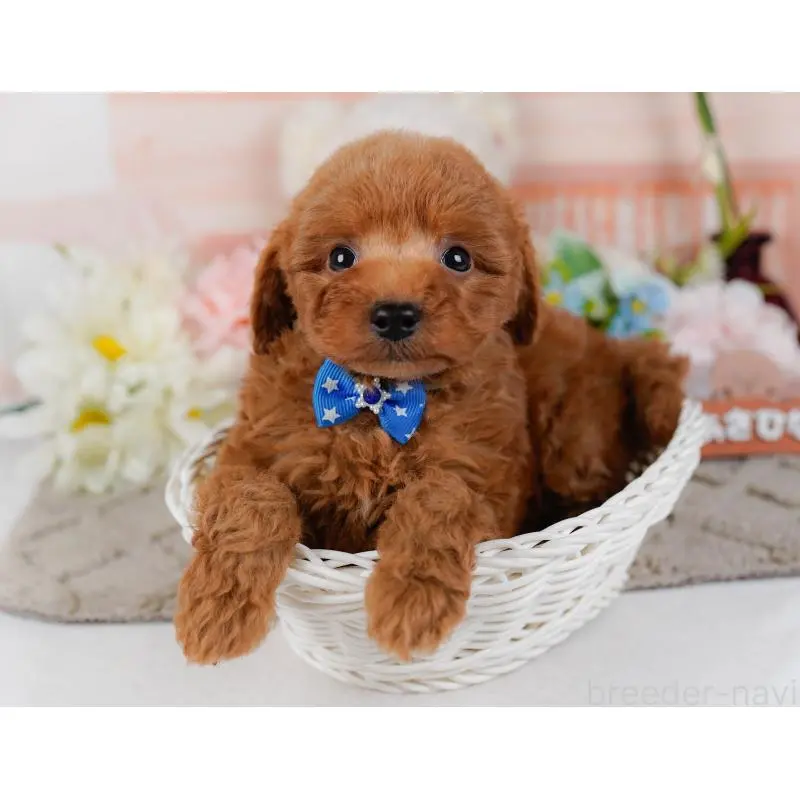 販売中の神奈川県のトイプードル-454264の7枚目