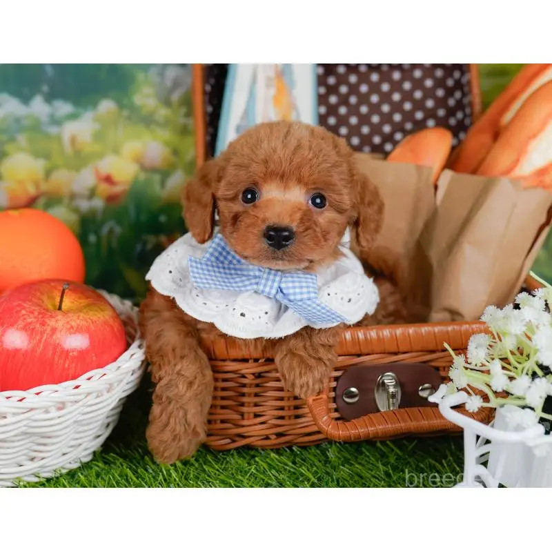 販売中の神奈川県のトイプードル-454264の6枚目