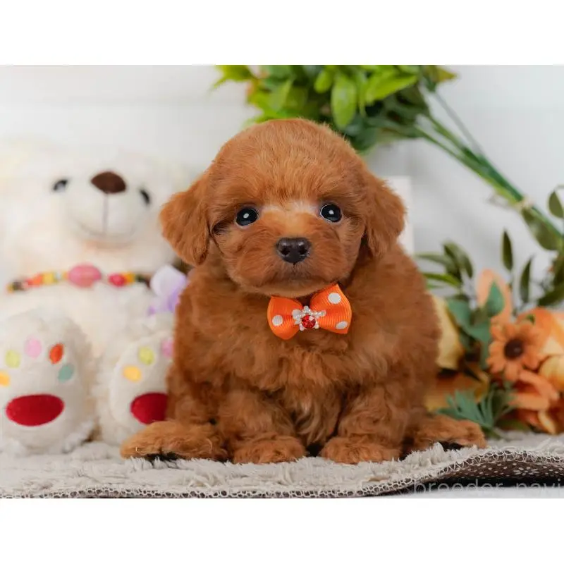 販売中の神奈川県のトイプードル-454265の13枚目