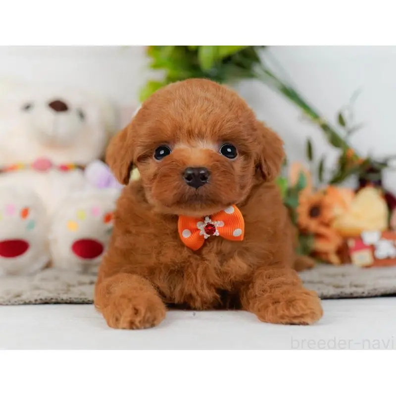 販売中の神奈川県のトイプードル-454265の12枚目