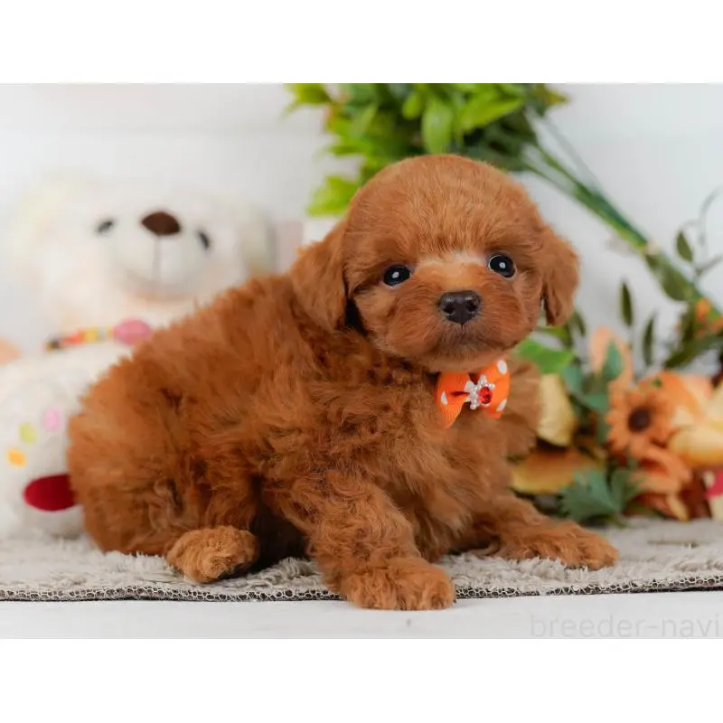 販売中の神奈川県のトイプードル-454265の11枚目