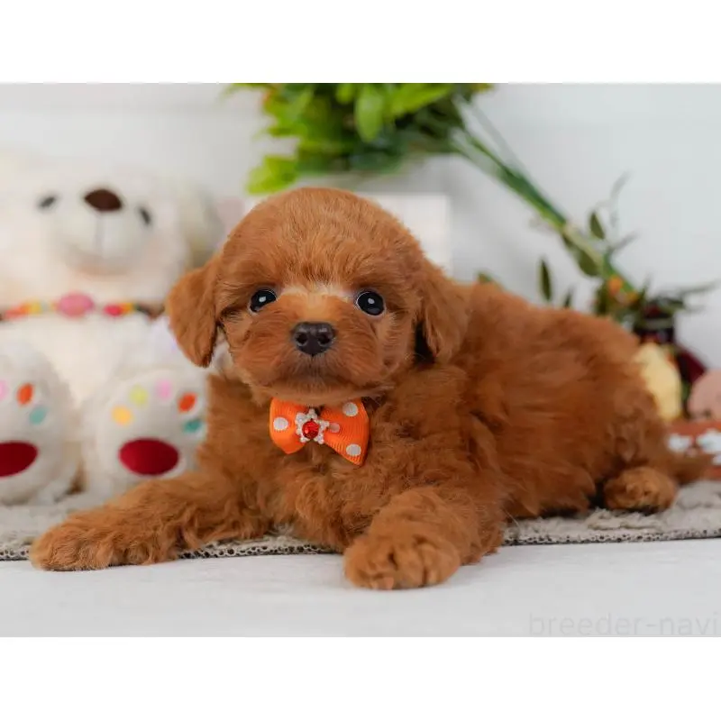 販売中の神奈川県のトイプードル-454265の10枚目