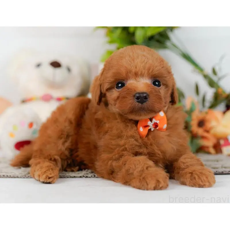 販売中の神奈川県のトイプードル-454265の9枚目