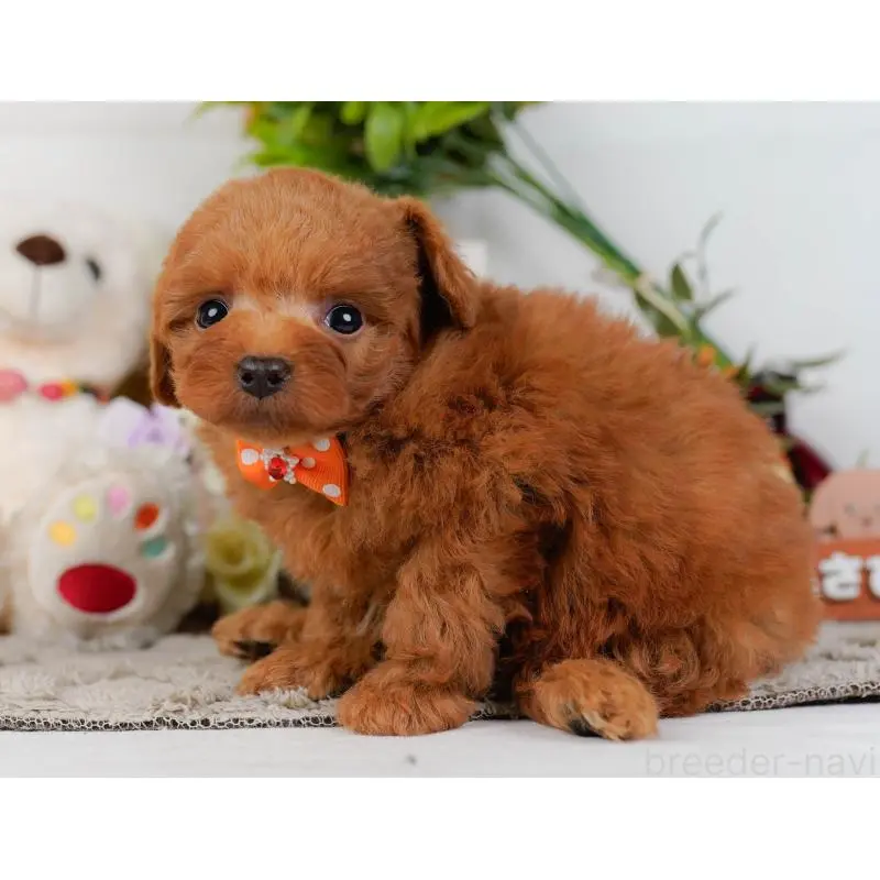 販売中の神奈川県のトイプードル-454265の8枚目