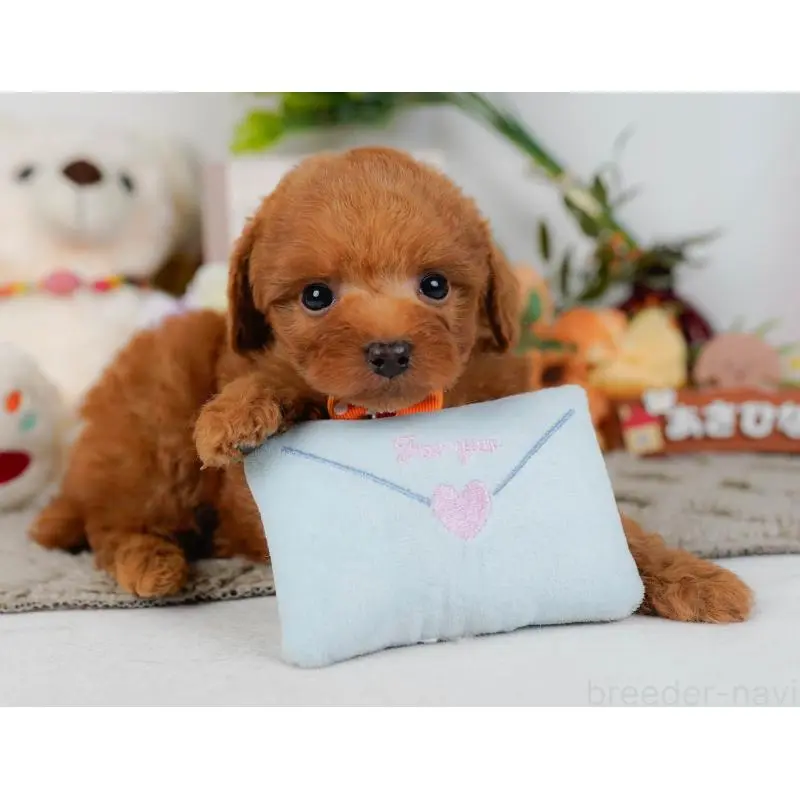 販売中の神奈川県のトイプードル-454265の7枚目