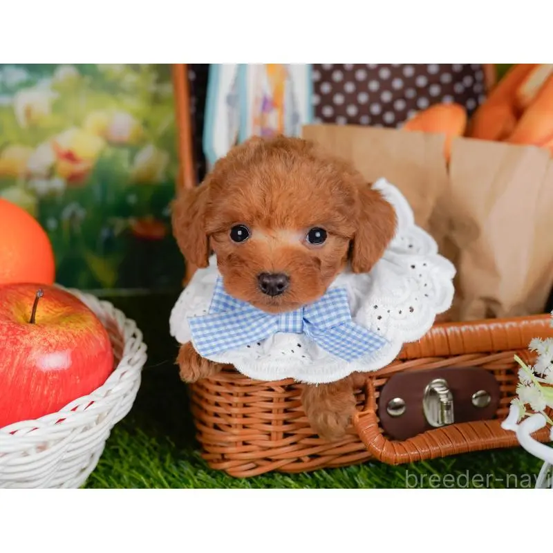 販売中の神奈川県のトイプードル-454265の6枚目