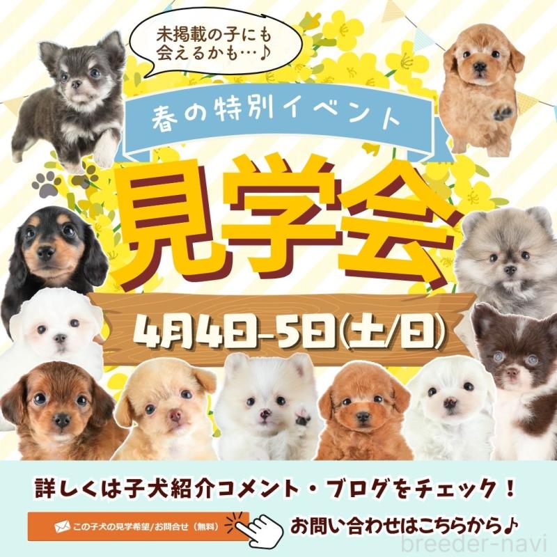 販売中の埼玉県のタイニープードル-446503の3枚目