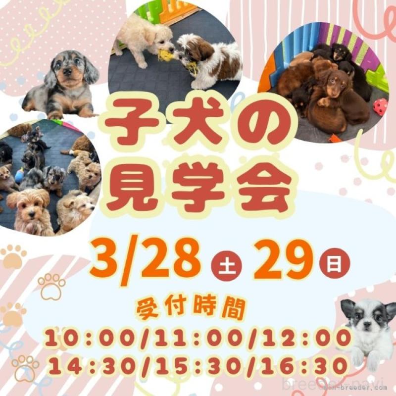 販売中の茨城県のトイプードル-445097の5枚目