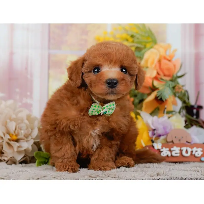 販売中の神奈川県のトイプードル-454268の13枚目