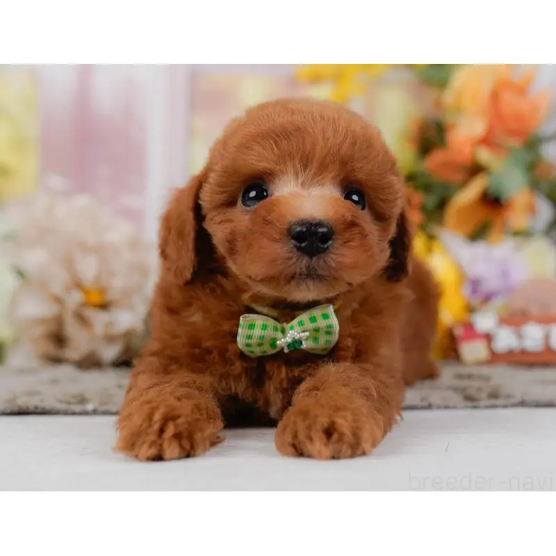 販売中の神奈川県のトイプードル-454268の12枚目