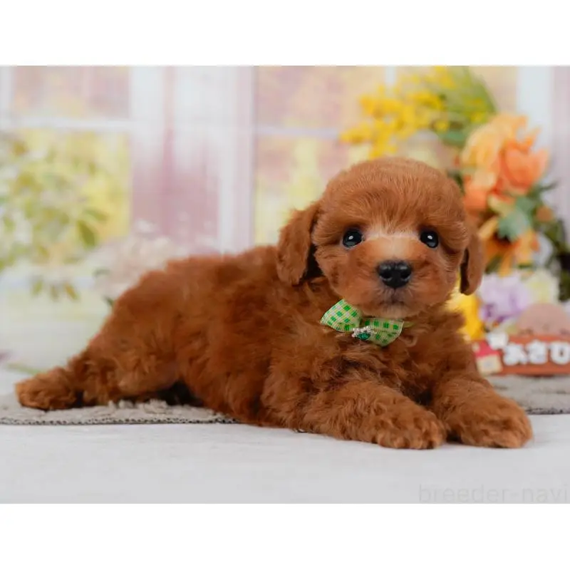 販売中の神奈川県のトイプードル-454268の11枚目