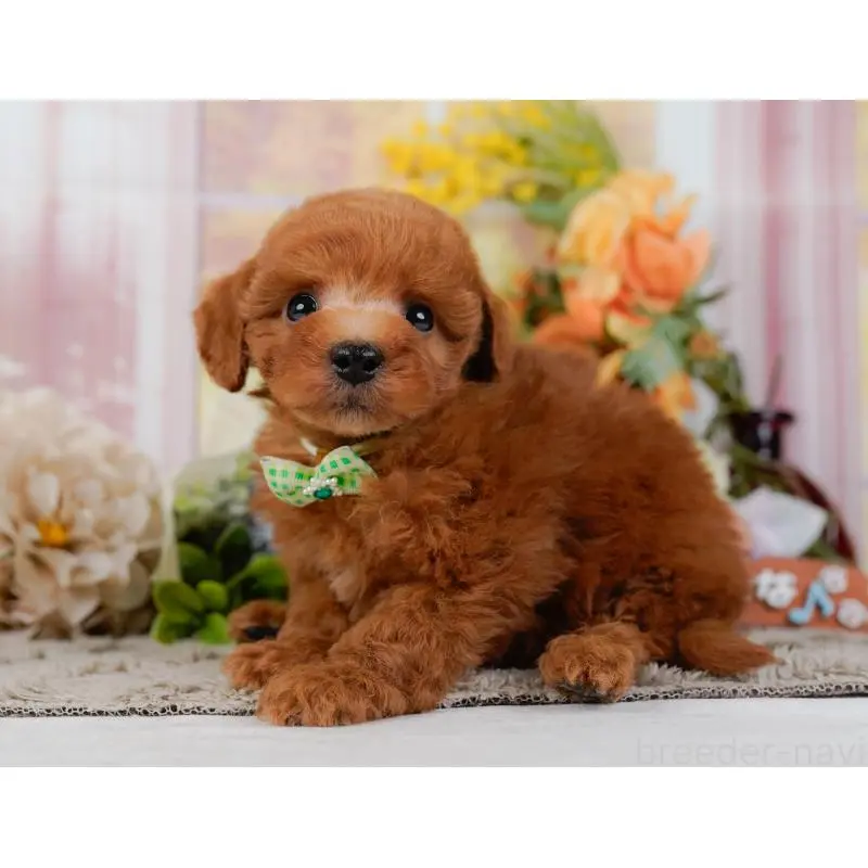 販売中の神奈川県のトイプードル-454268の10枚目