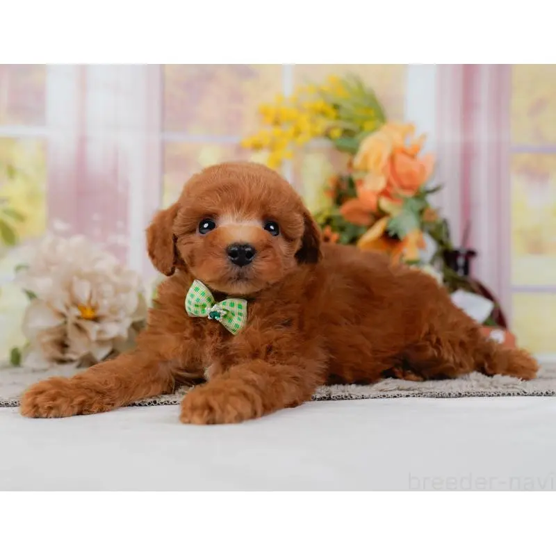 販売中の神奈川県のトイプードル-454268の9枚目