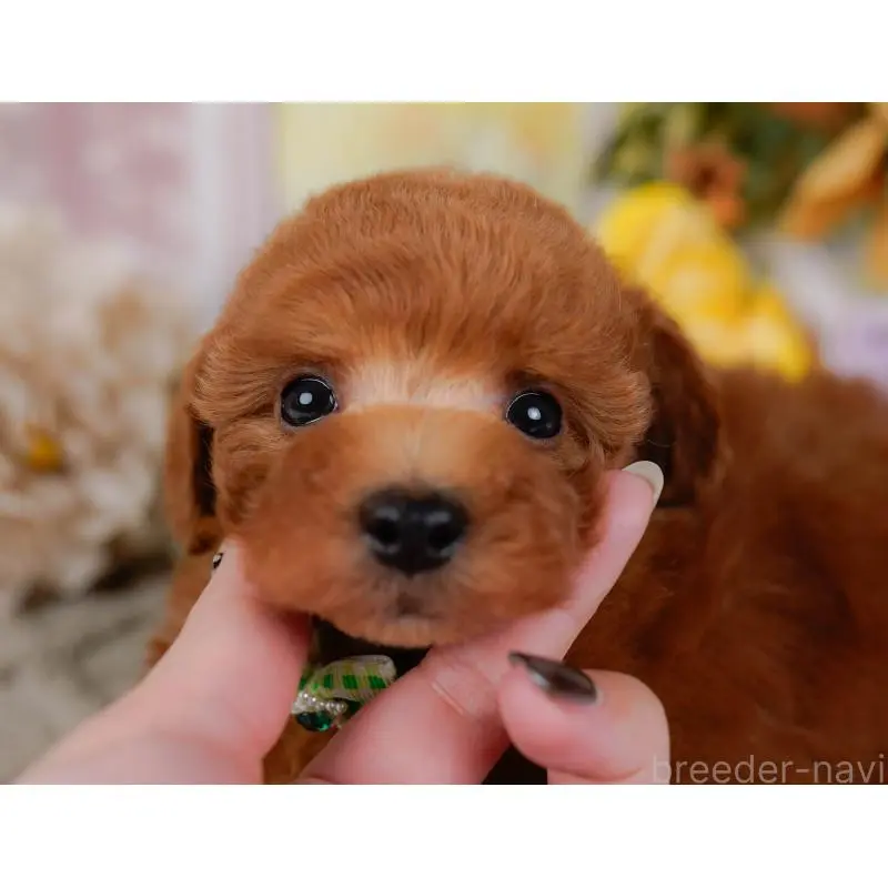 販売中の神奈川県のトイプードル-454268の8枚目