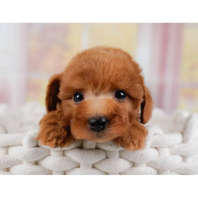 販売中の神奈川県のトイプードル-454268の7枚目