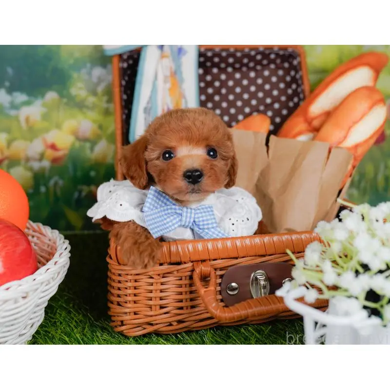 販売中の神奈川県のトイプードル-454268の6枚目