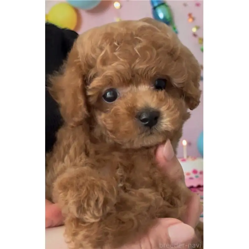 販売中の愛知県のタイニープードル-454009の3枚目