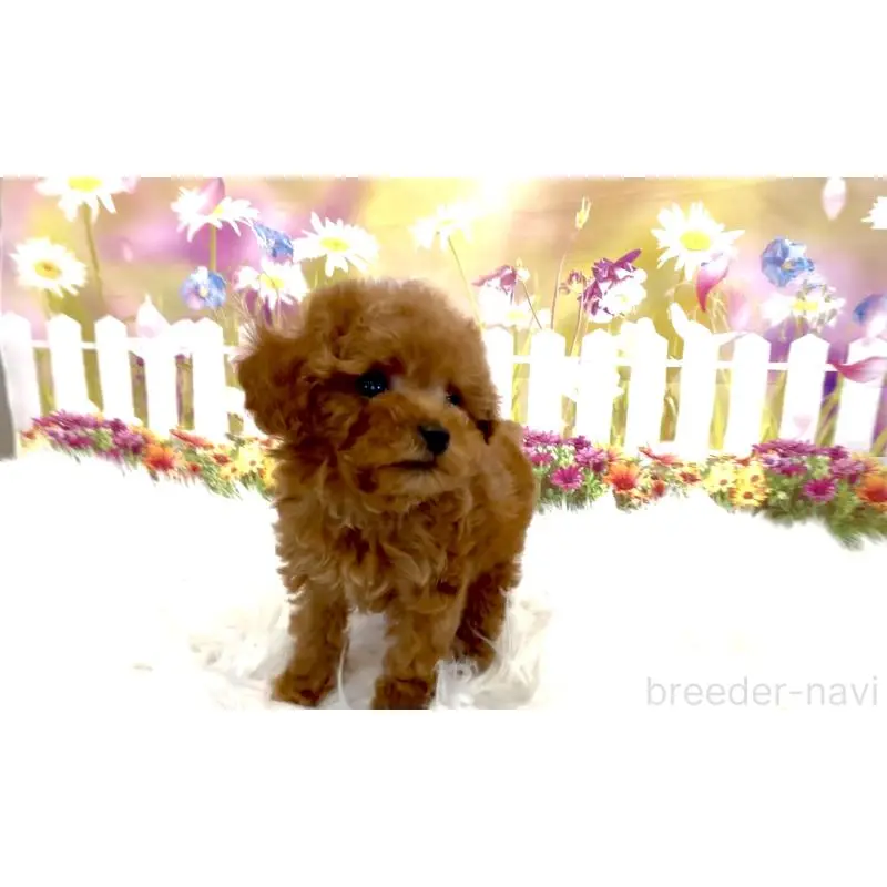 販売中の愛知県のタイニープードル-454009の2枚目