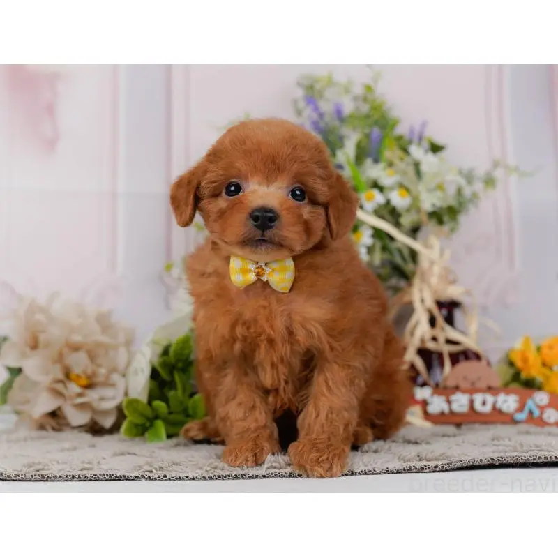 販売中の神奈川県のトイプードル-454271の13枚目