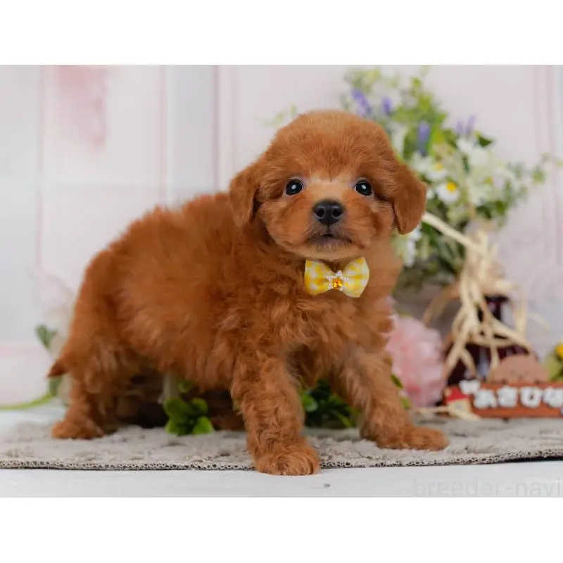 販売中の神奈川県のトイプードル-454271の12枚目