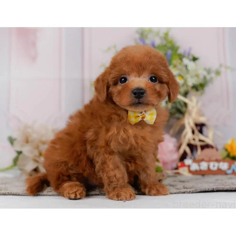 販売中の神奈川県のトイプードル-454271の11枚目