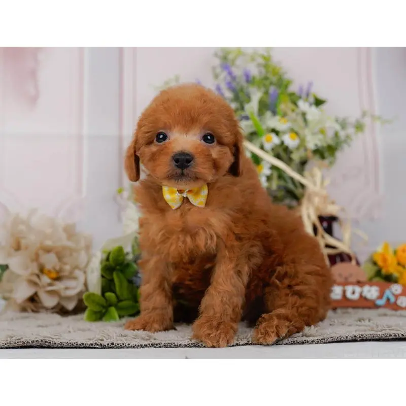 販売中の神奈川県のトイプードル-454271の10枚目