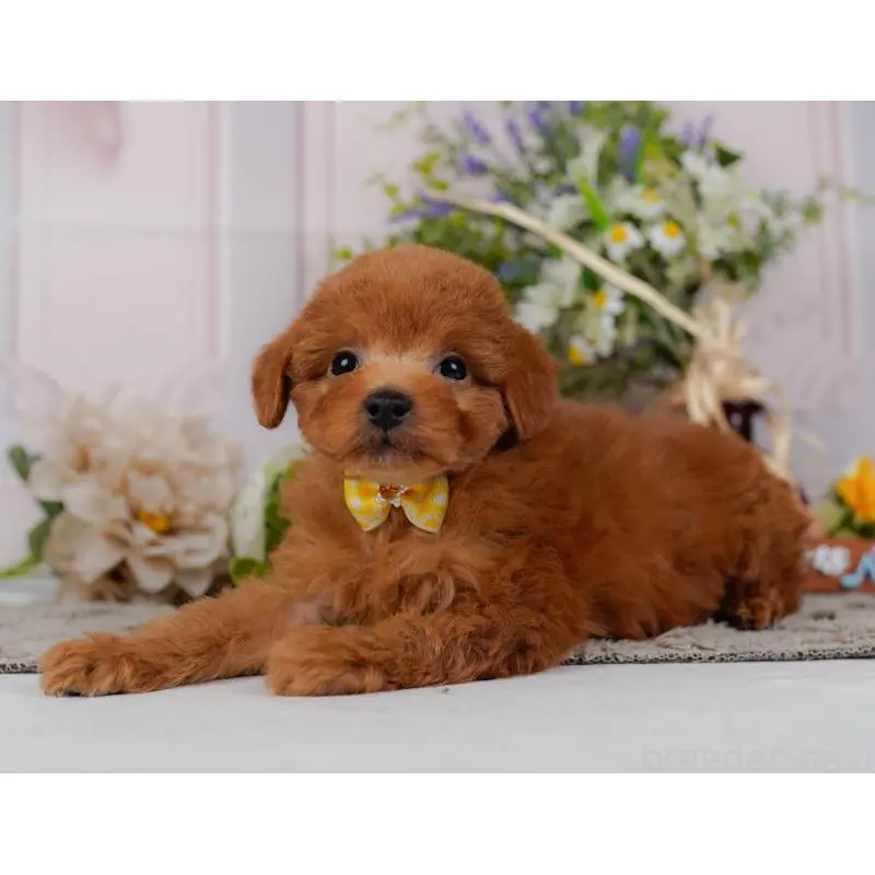 販売中の神奈川県のトイプードル-454271の9枚目