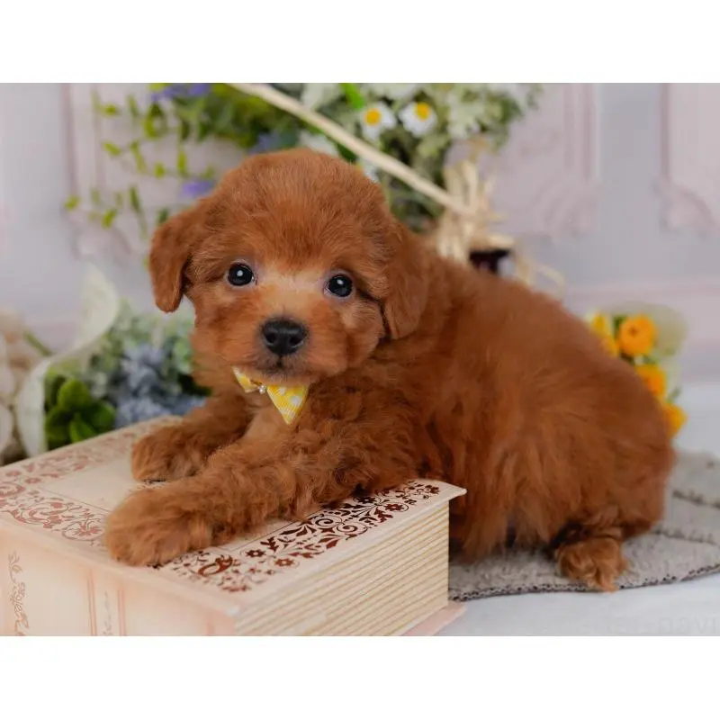 販売中の神奈川県のトイプードル-454271の8枚目