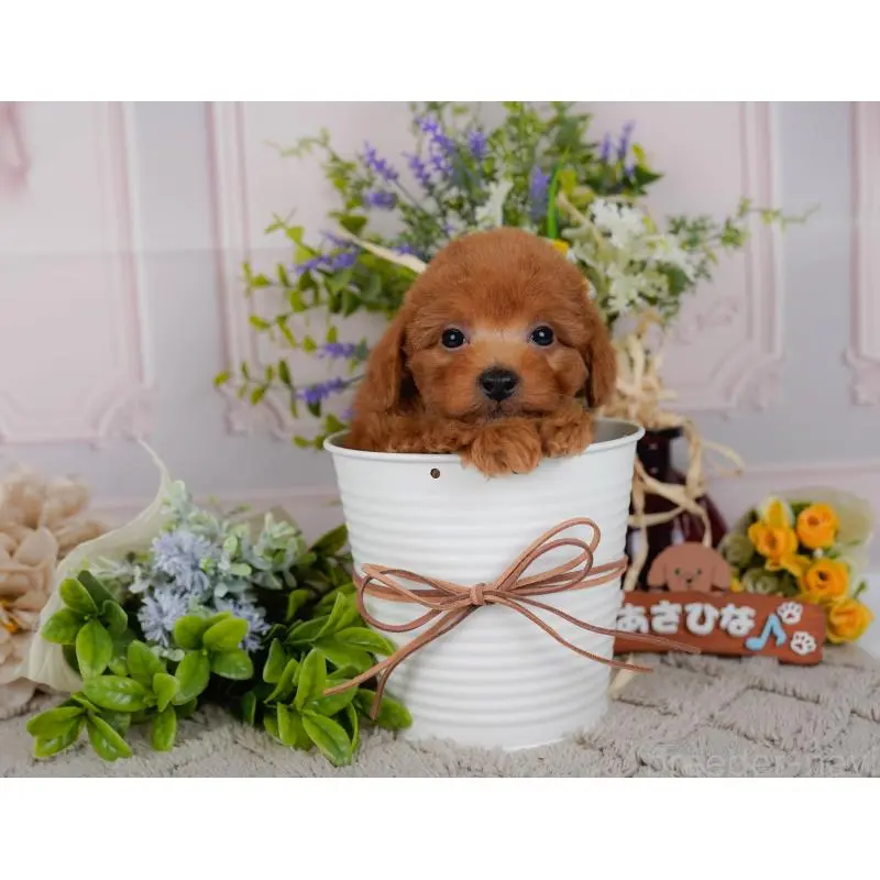 販売中の神奈川県のトイプードル-454271の7枚目