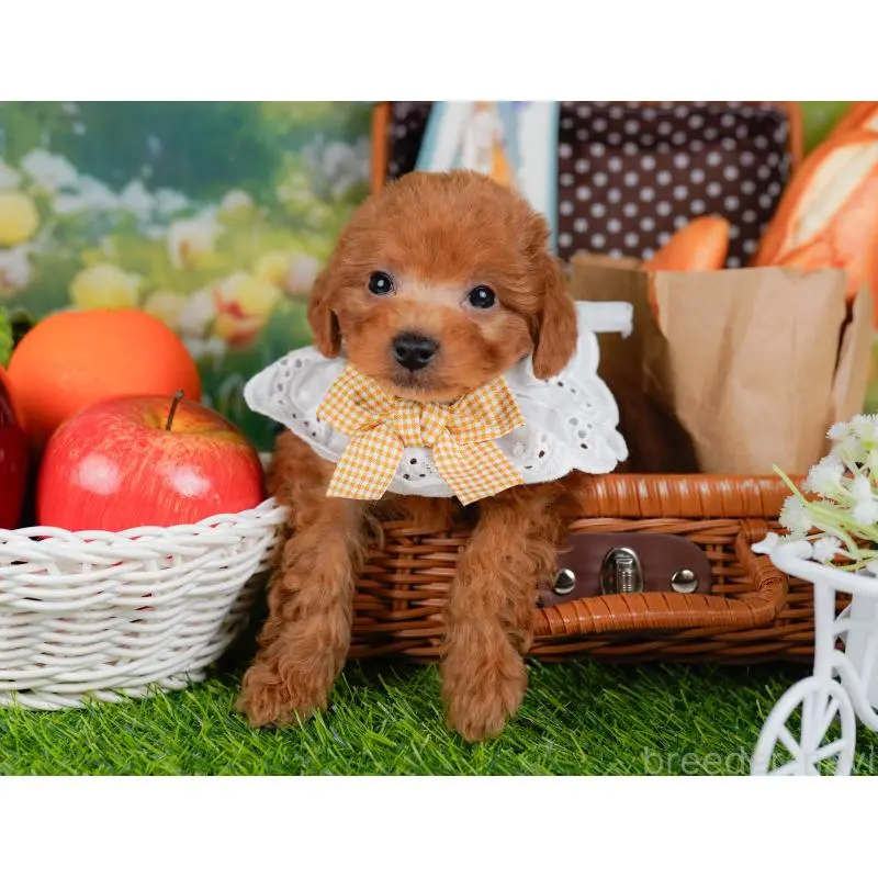 販売中の神奈川県のトイプードル-454271の6枚目