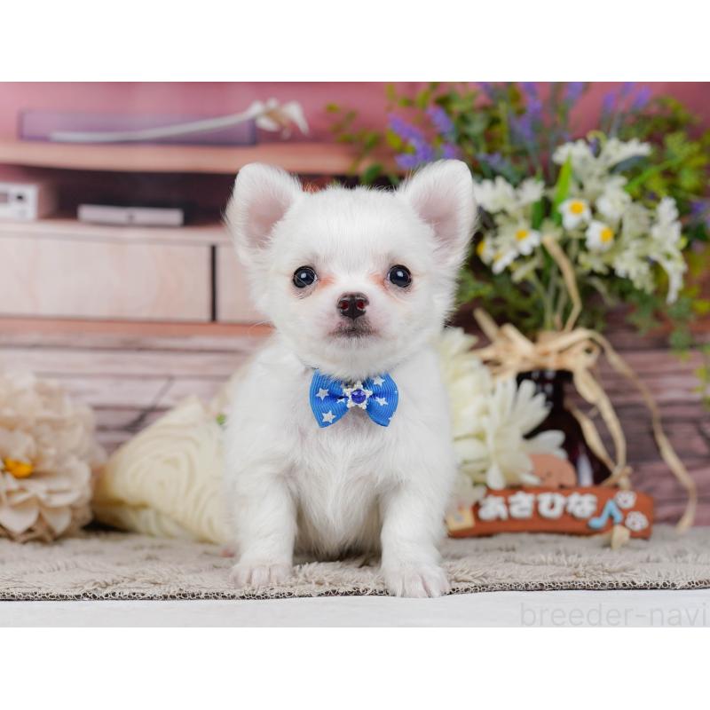 販売中の神奈川県のチワワ(ロングコート)-454261の13枚目