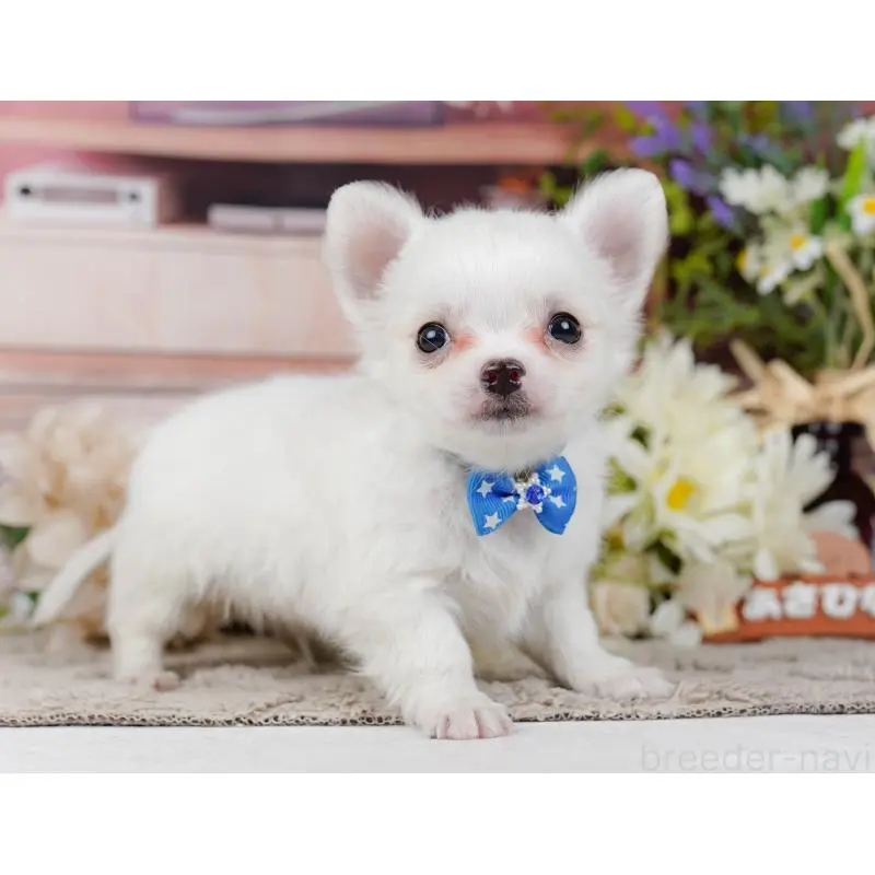 販売中の神奈川県のチワワ(ロングコート)-454261の12枚目