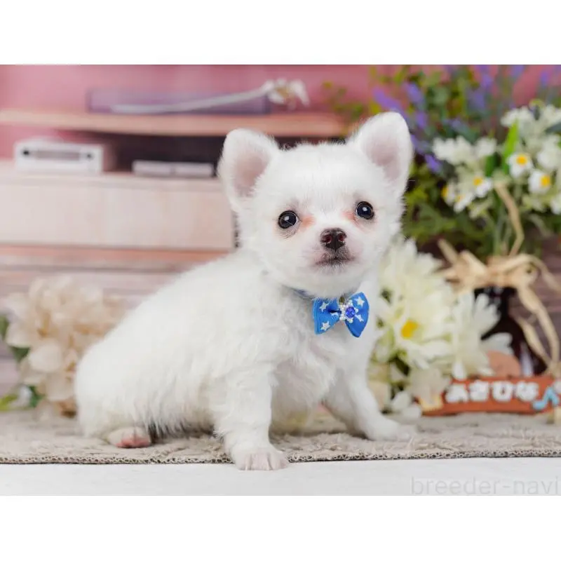 販売中の神奈川県のチワワ(ロングコート)-454261の11枚目