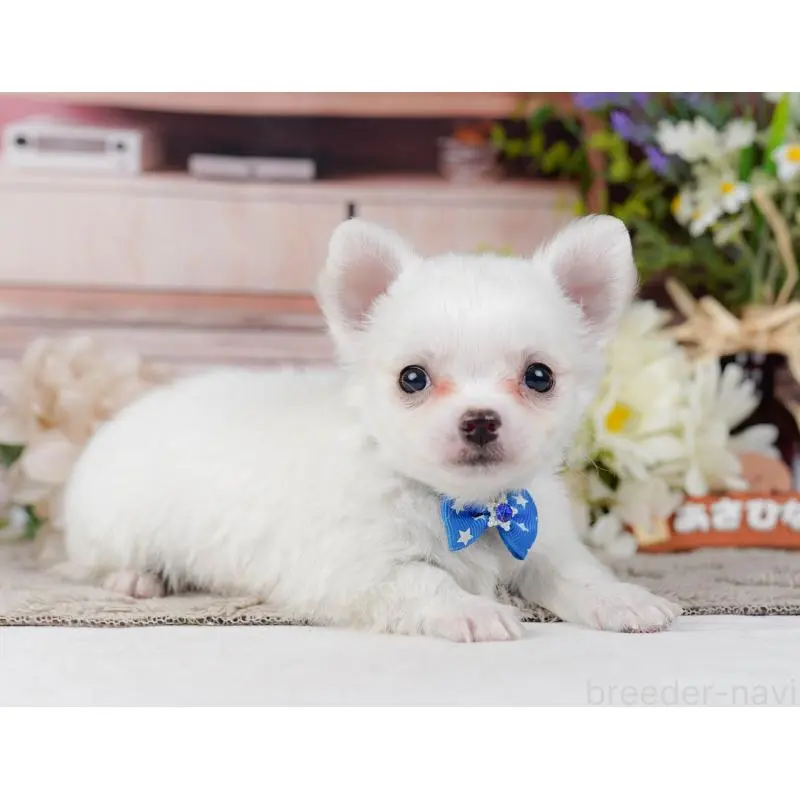 販売中の神奈川県のチワワ(ロングコート)-454261の10枚目