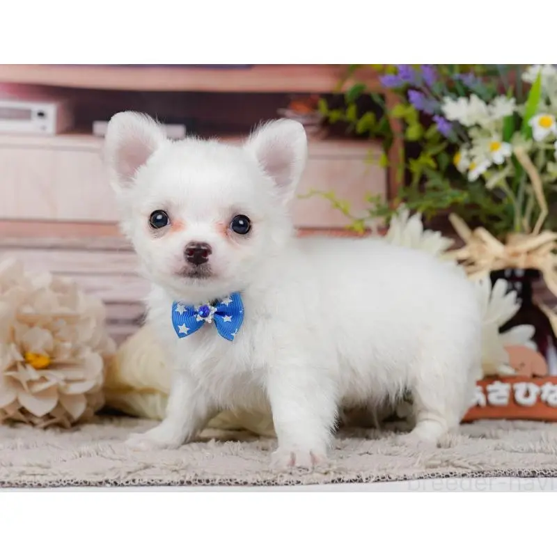 販売中の神奈川県のチワワ(ロングコート)-454261の9枚目