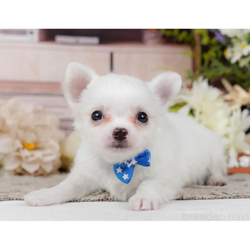 販売中の神奈川県のチワワ(ロングコート)-454261の8枚目