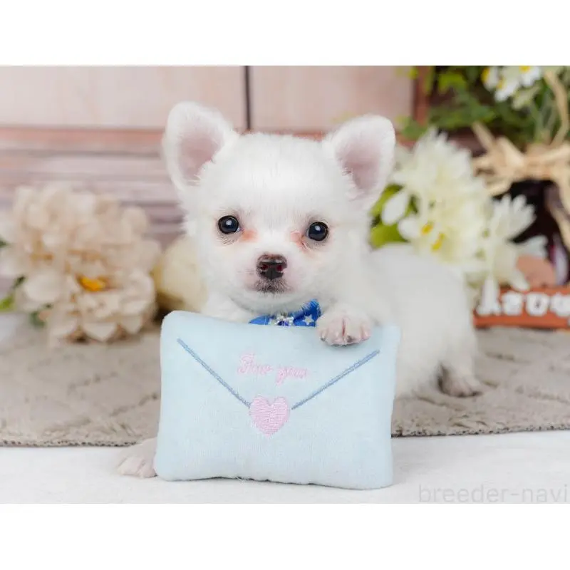 販売中の神奈川県のチワワ(ロングコート)-454261の7枚目